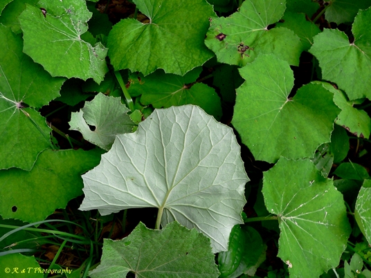 {Tussilago farfara}